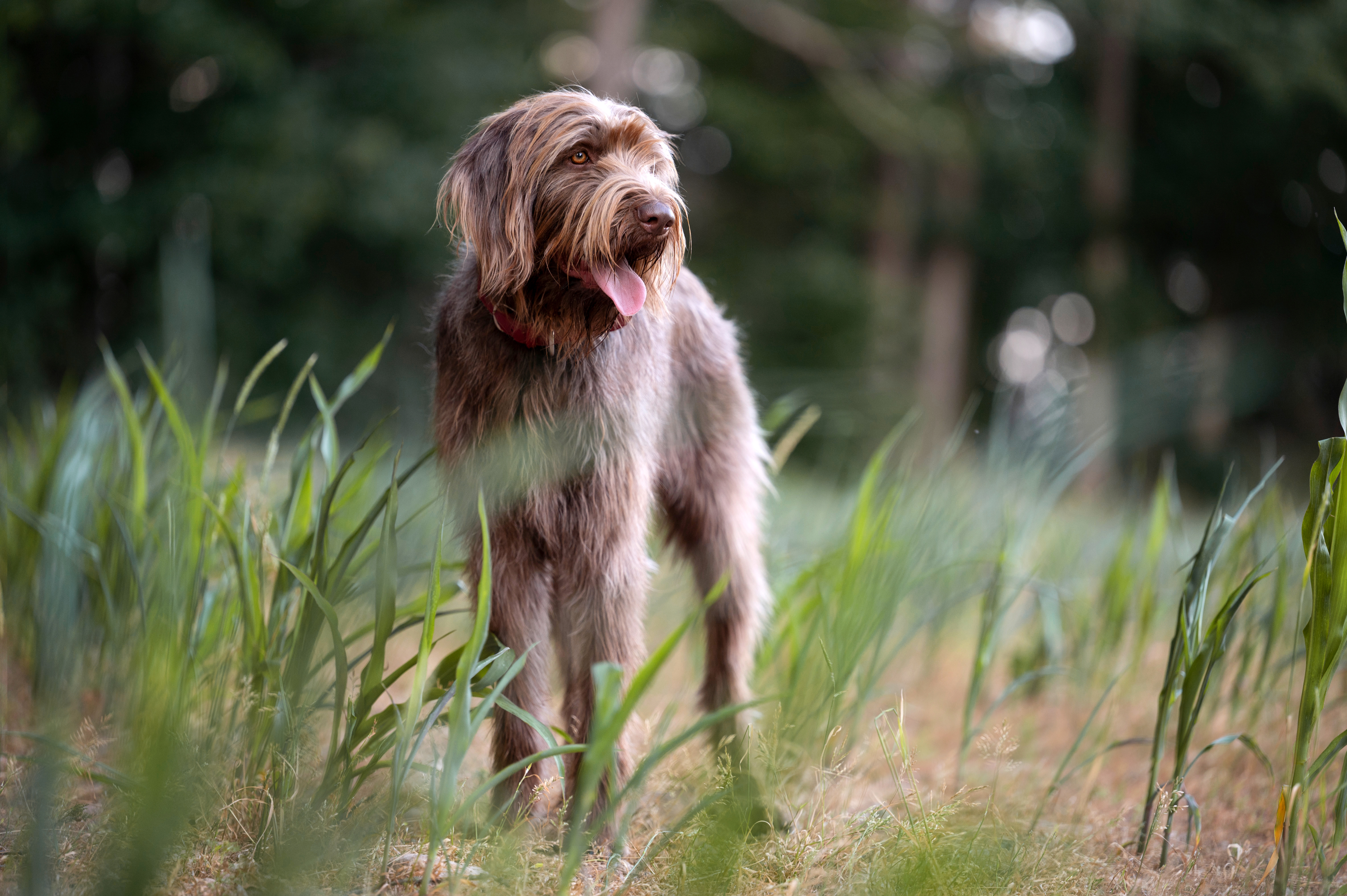 Pudelpointer von vorne