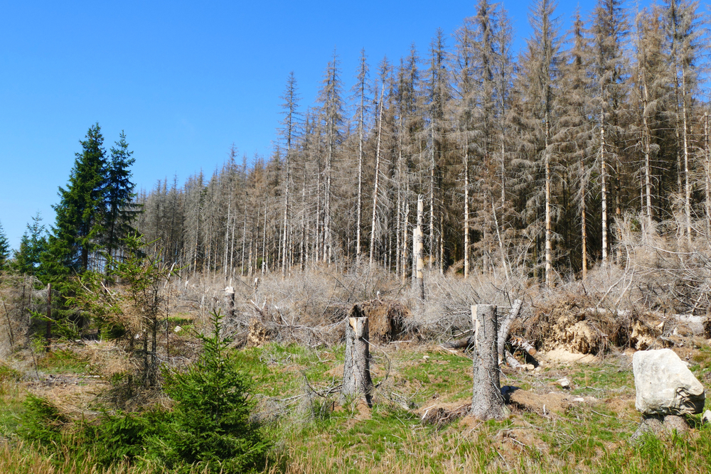 Waldschäden