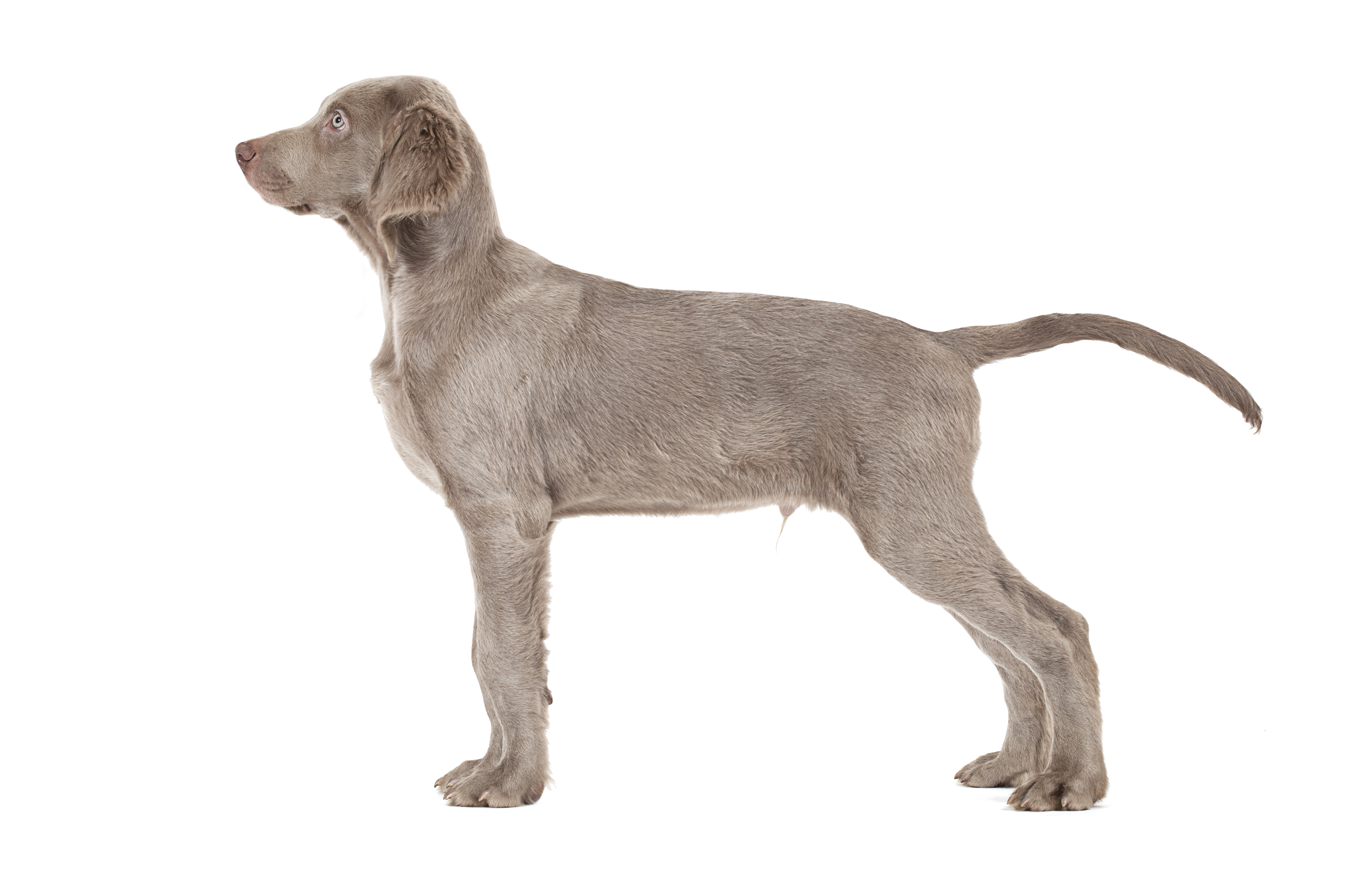Weimaraner (langhaar)