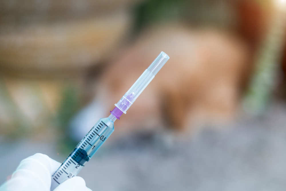 Immunisierung Hund