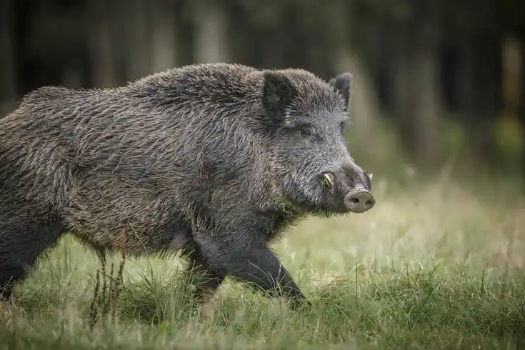 Keiler mit deutlichen Waffen und Pinsel