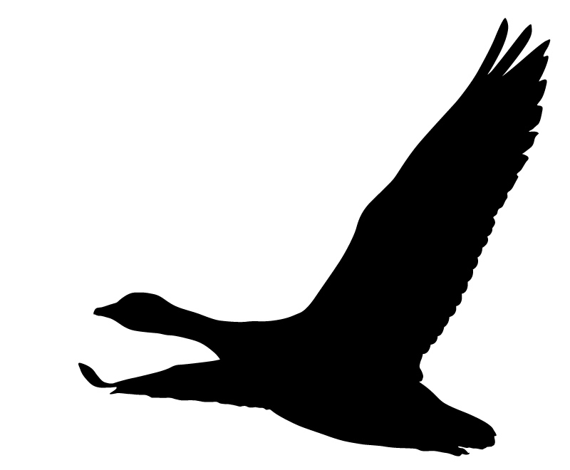 Flugbild Gans