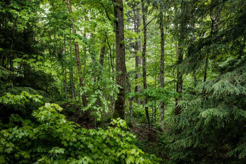 Mischwald