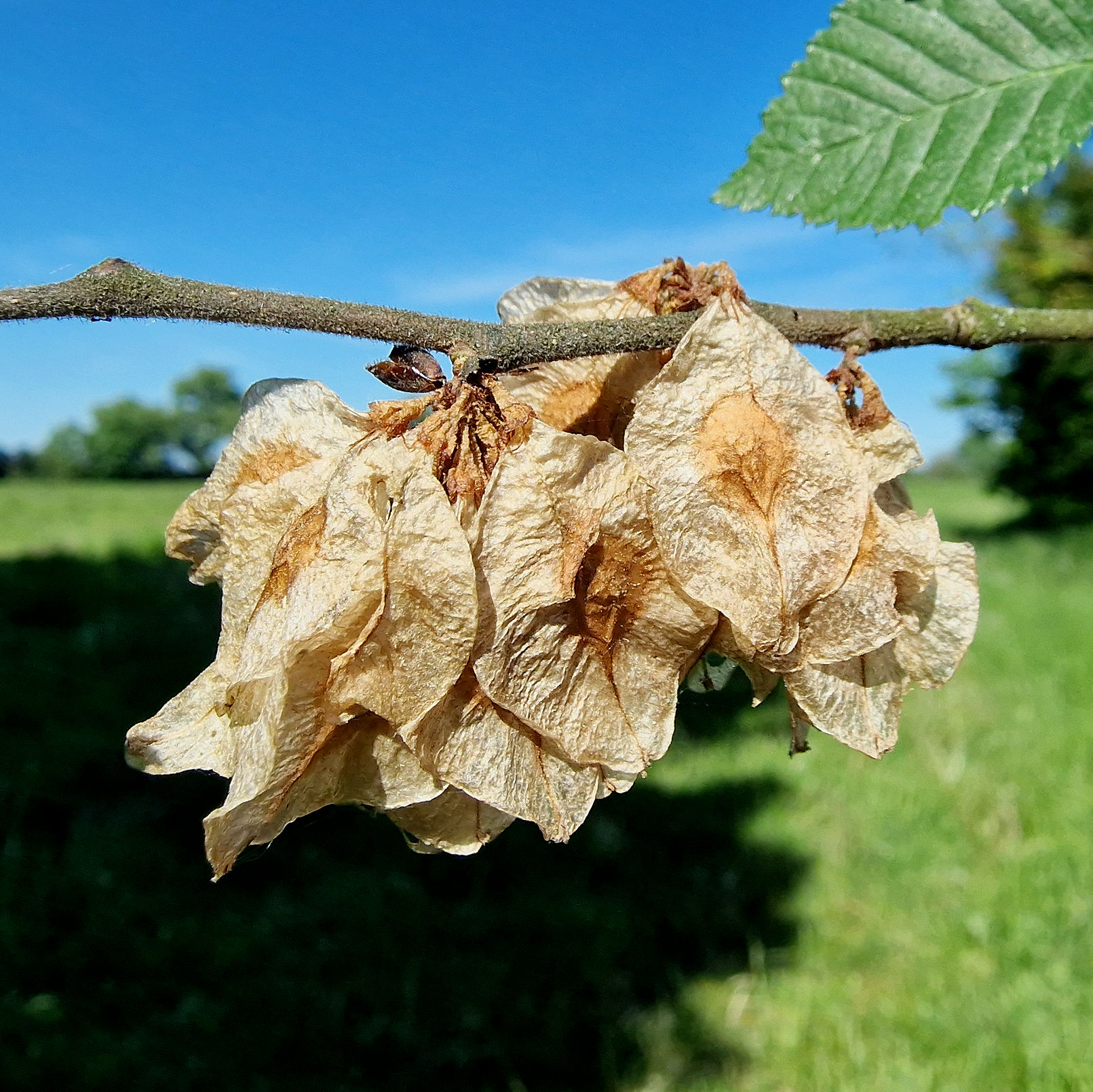 Ulme-Berg Samen 20240513_163742