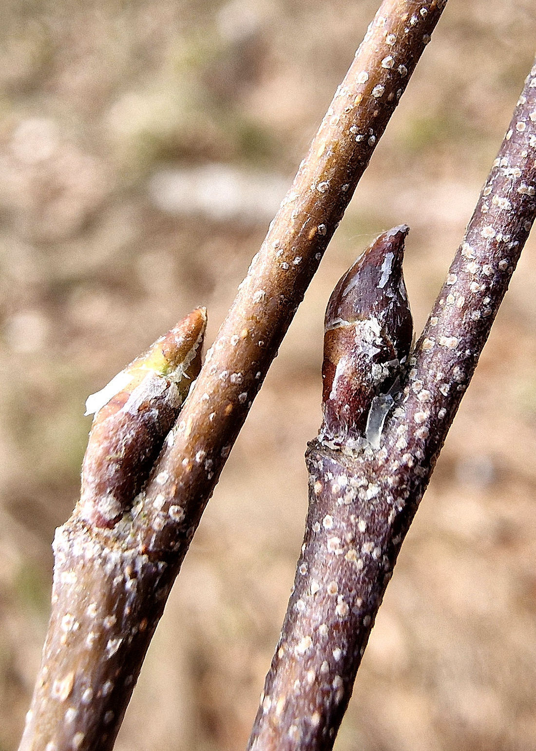 Birke-HaÌnge Knospe 20250313_144239aa