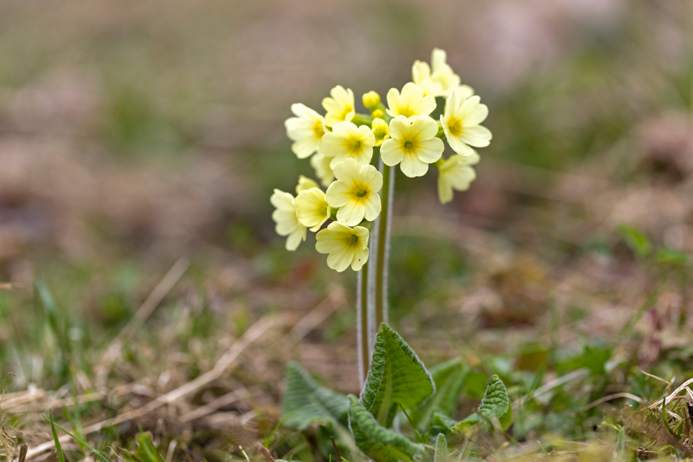 Hohe Schlüsselblume