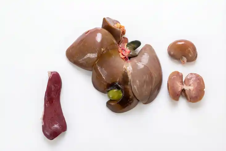 Bedenkliche Merkmale beim Waschbär