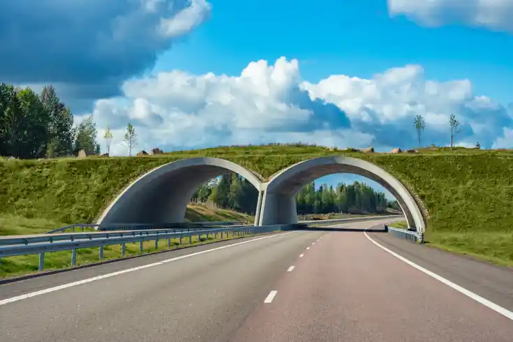 Tierbrücke zur Unfallverhütung