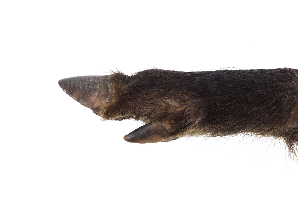 Schwarzwildlauf