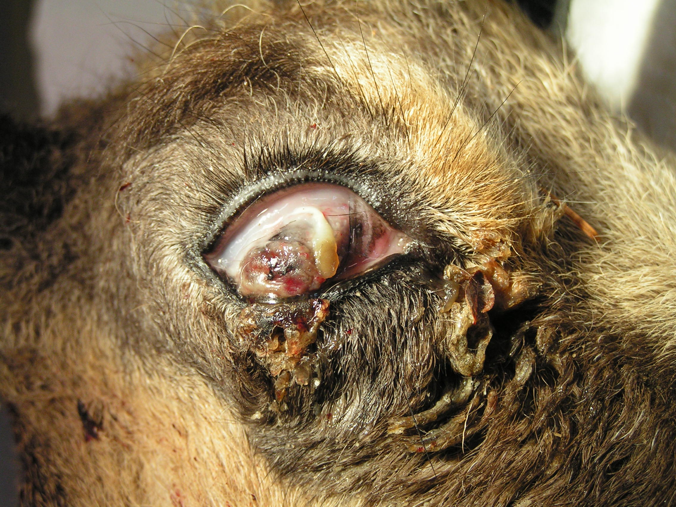 Gamsblindheit im fortgeschrittenen Stadium