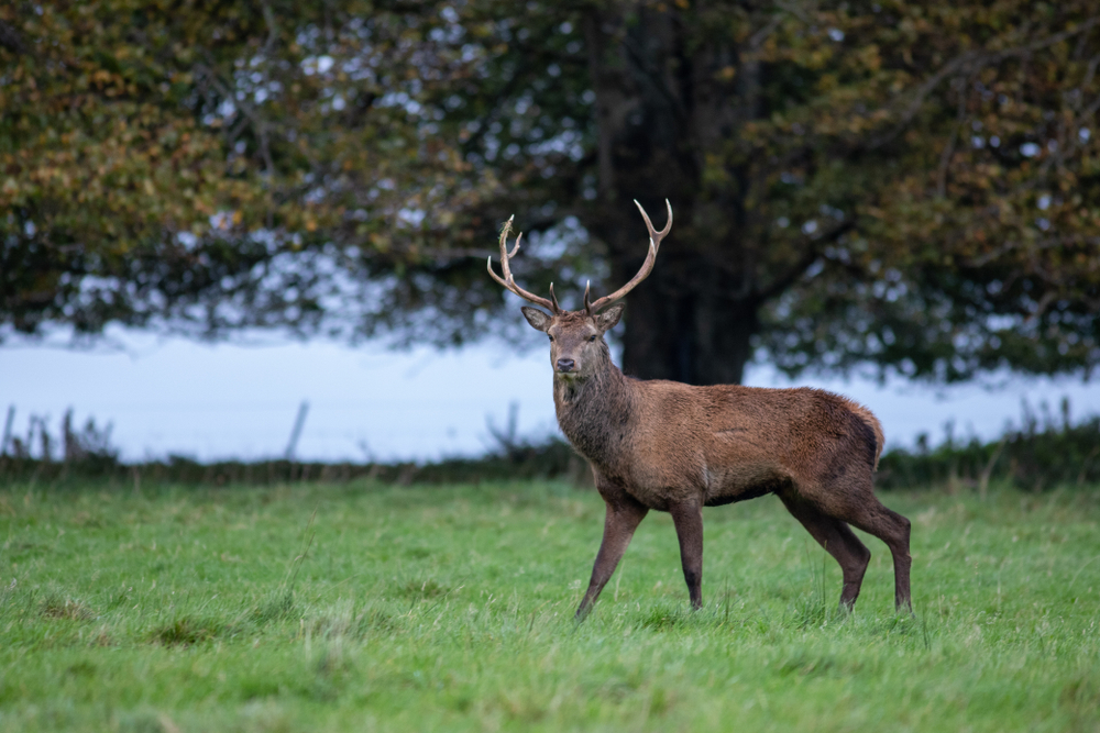 Mittelalter Hirsch