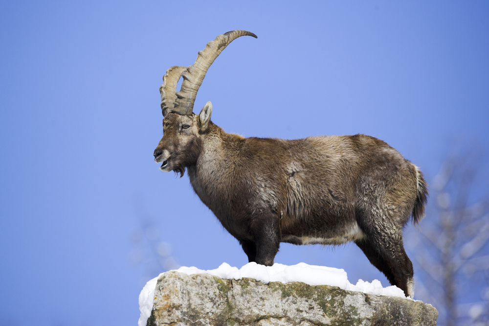 Steinbock in der Winterdecke
