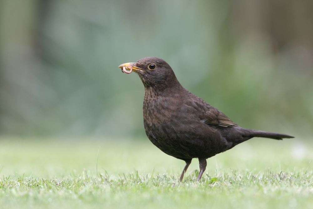 Amsel
