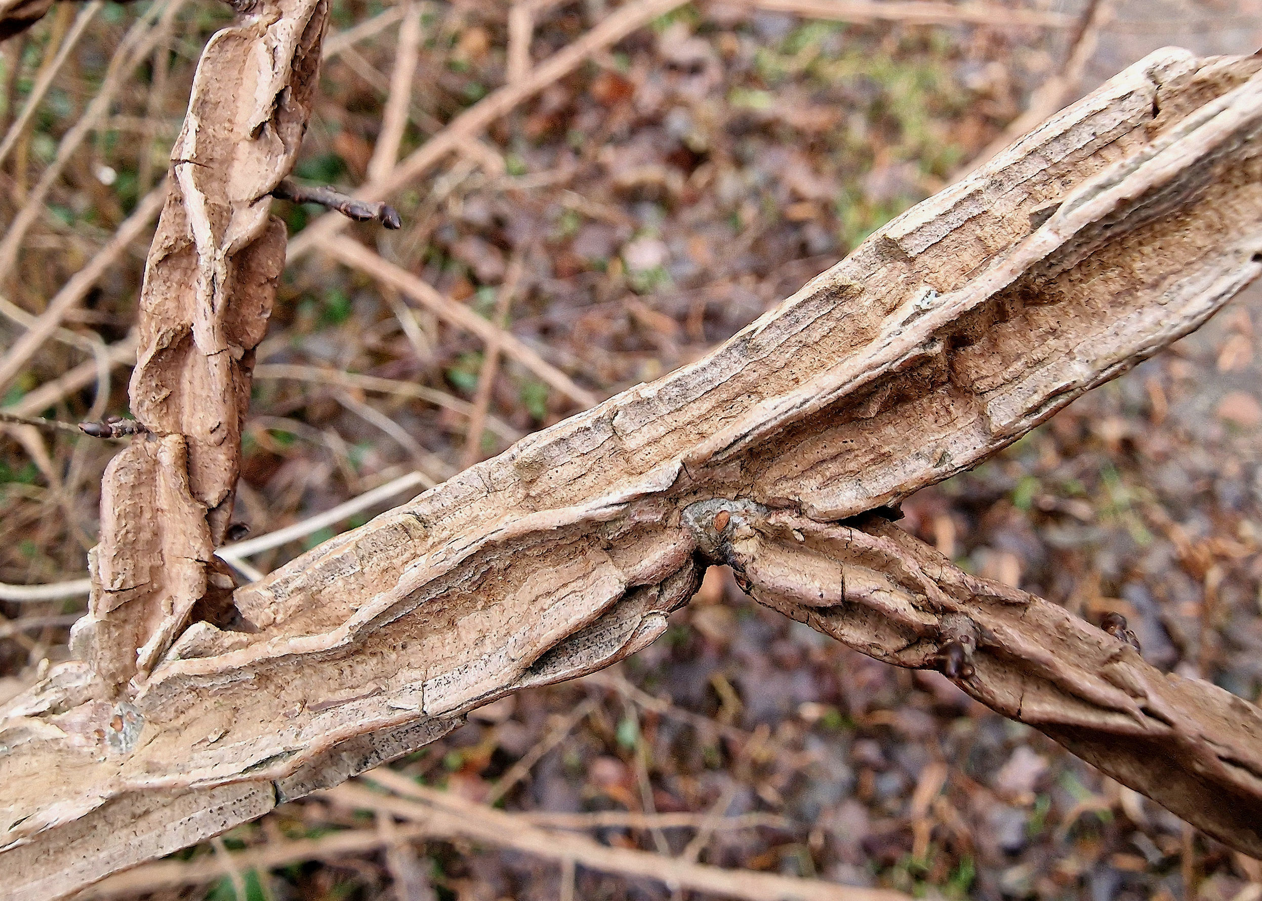 Ulme-Feld Zweig 20240101_151421aa