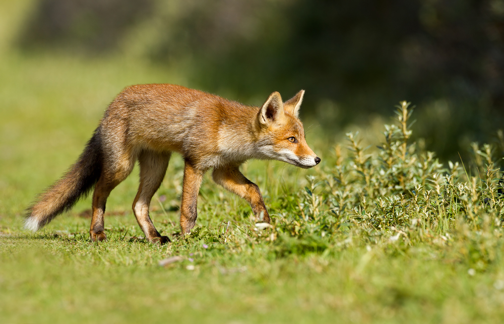 Rotfuchs Sommerhaar