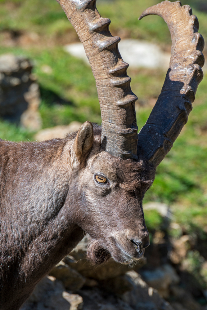 Hornleisten (Schmuckwülste) an den Vorderseiten der Hörner