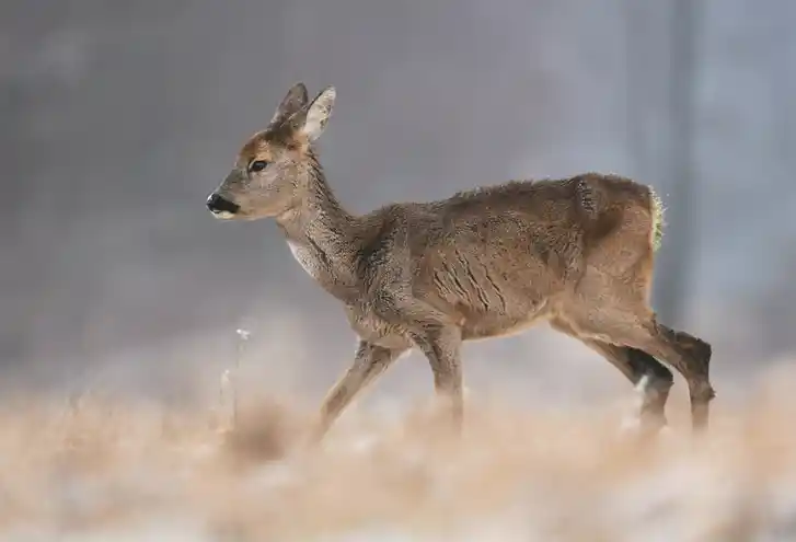 Kümmerndes Stück Rehwild