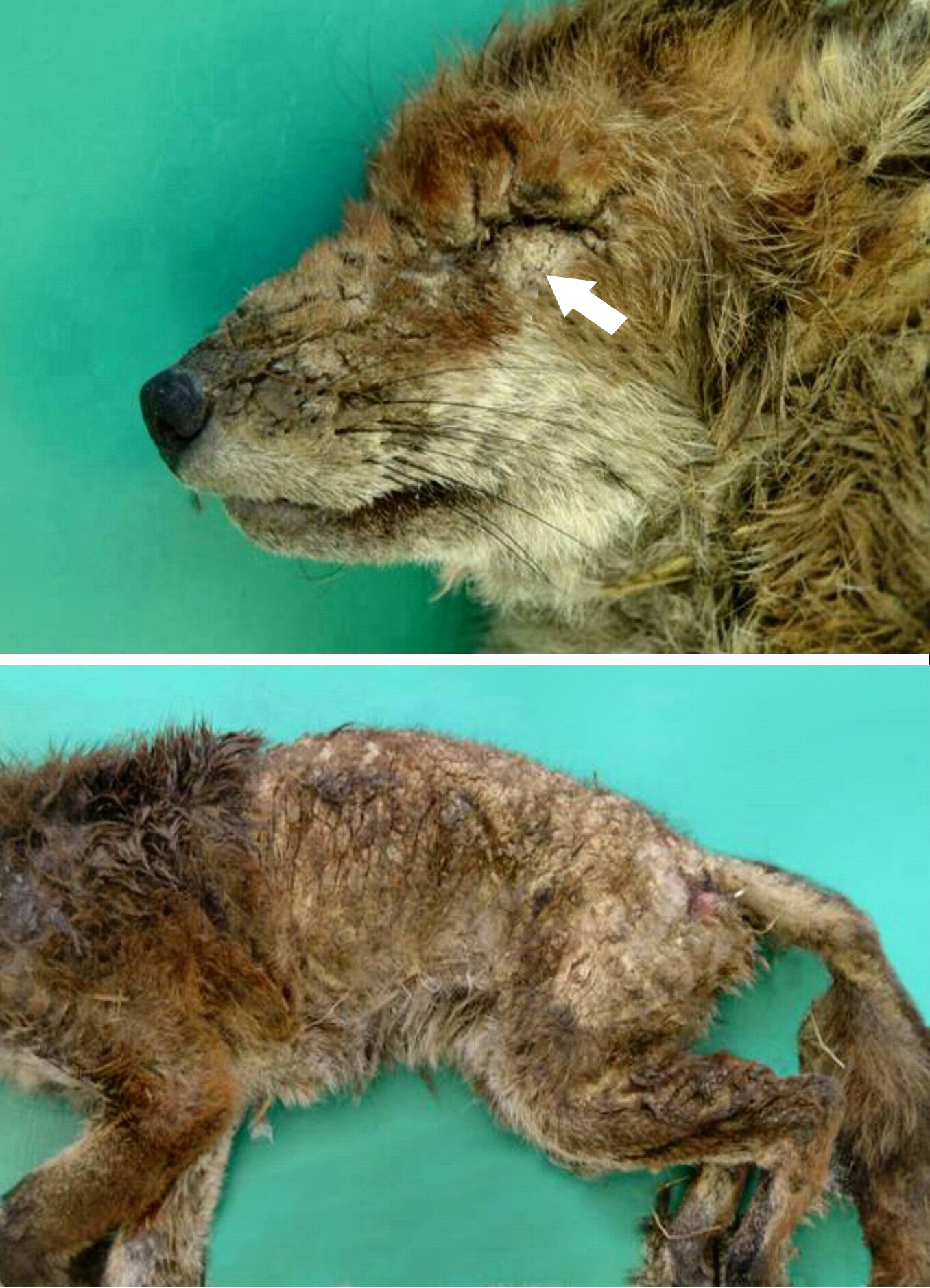 Mit Räude befallener Fuchs