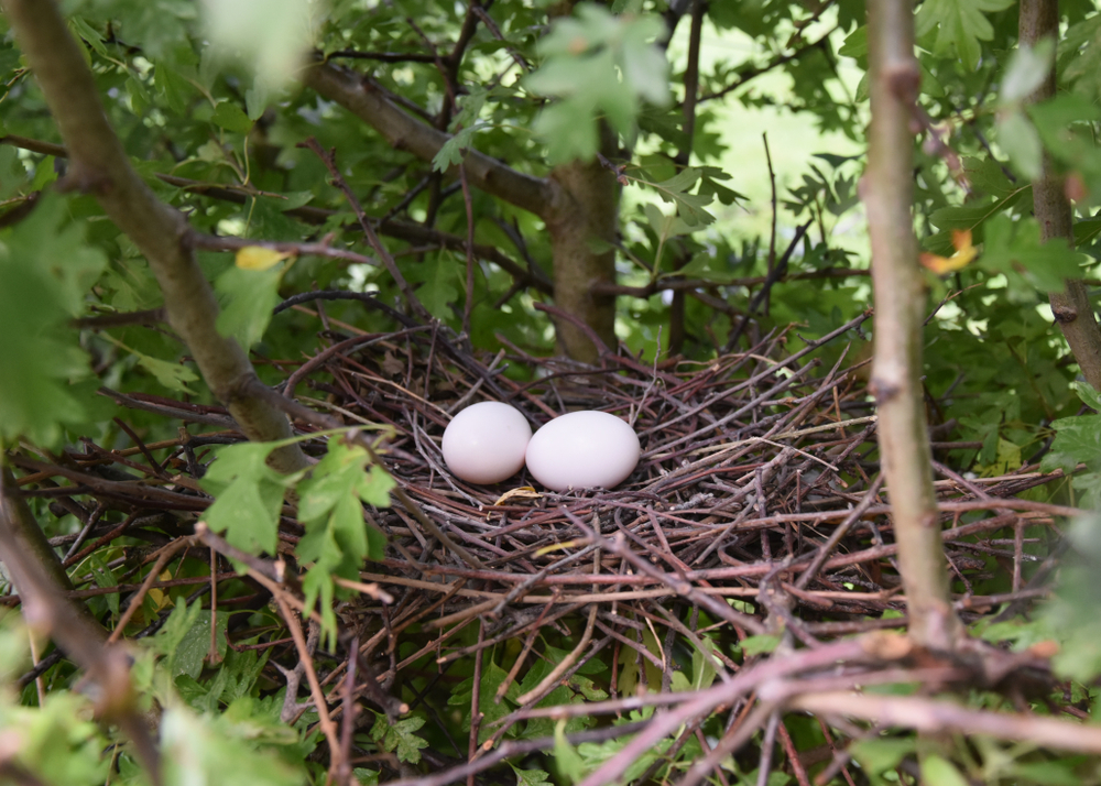 Ringeltaube Nest