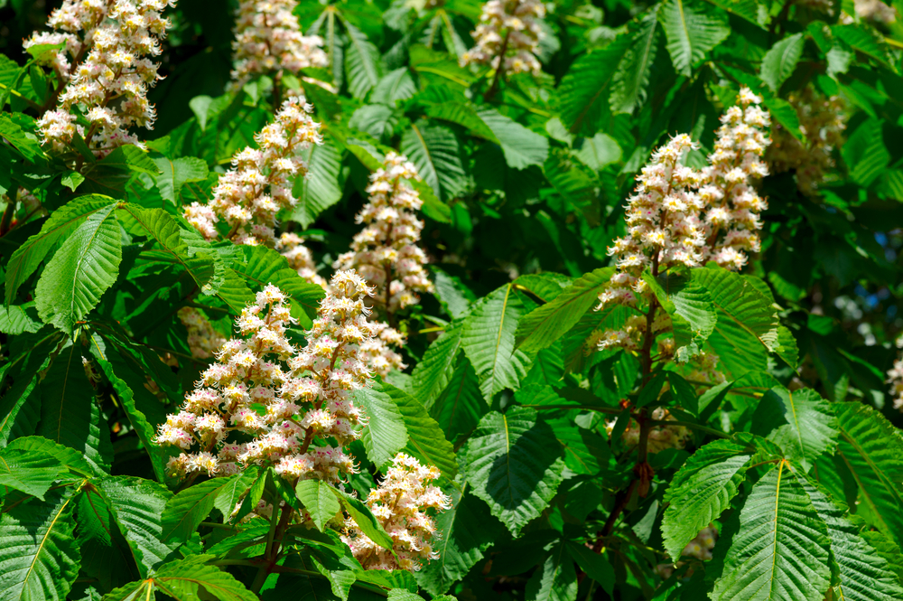 Rosskastanienbaum