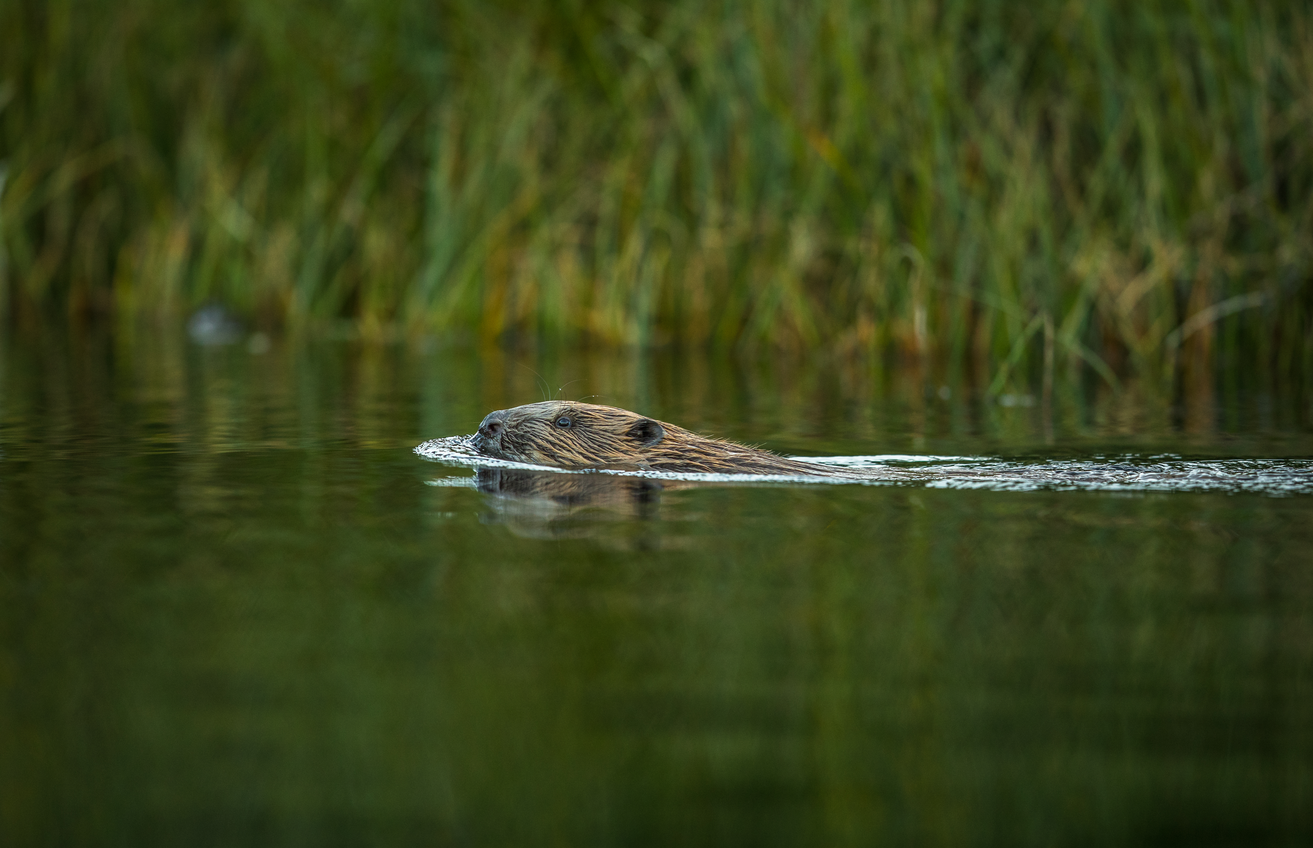 Biber beim Schwimmen