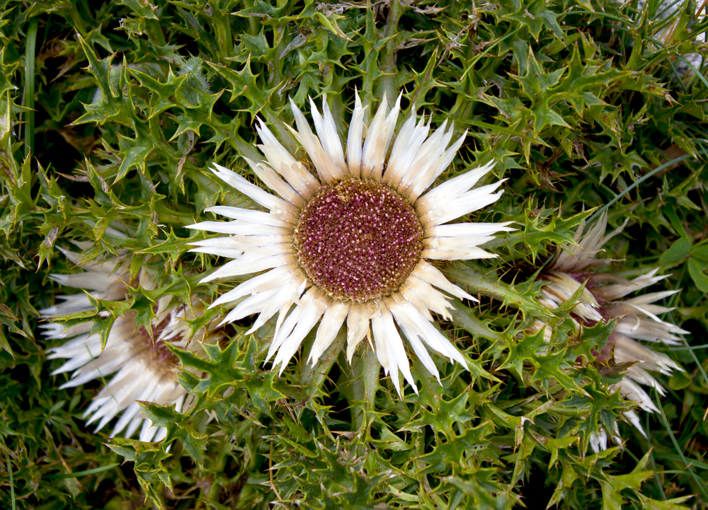 Silberdistel