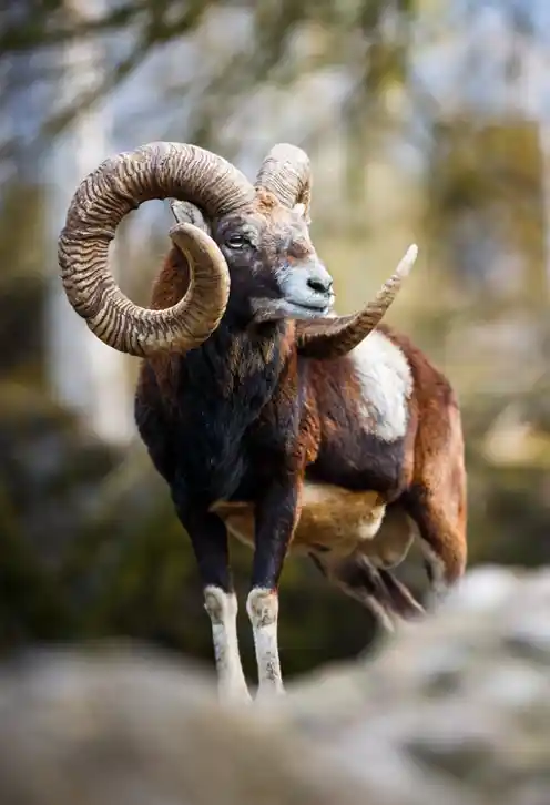 Reifer Muffelwidder