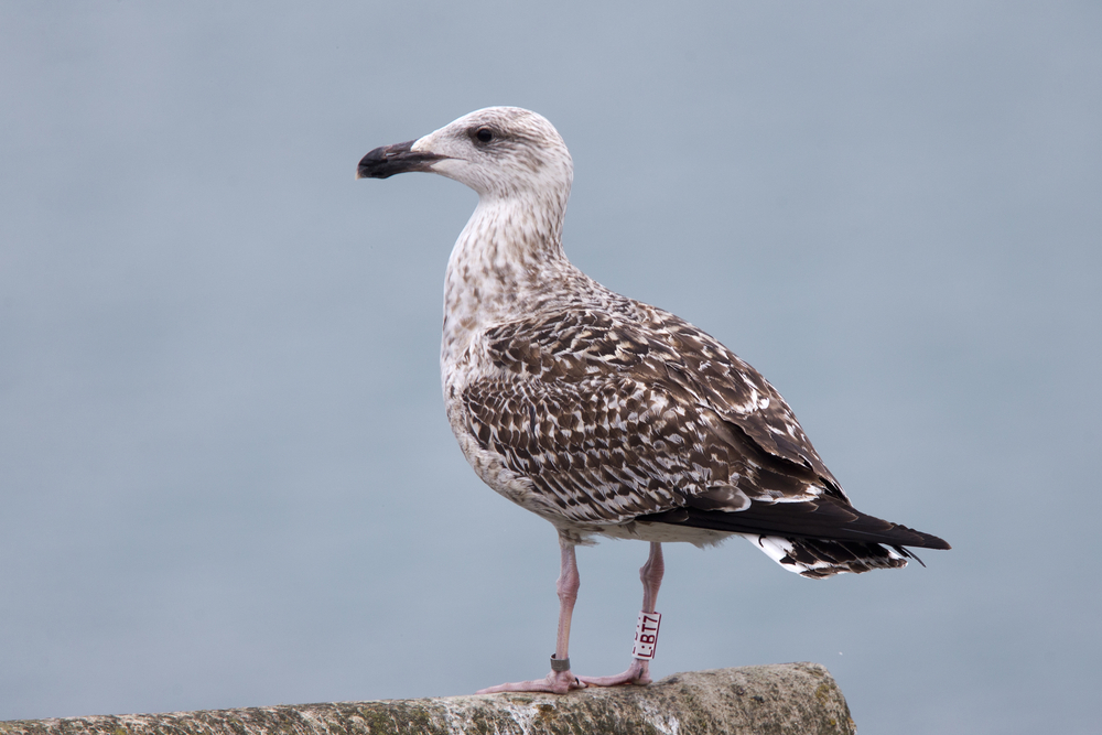 Juvenile Mantelmöwe