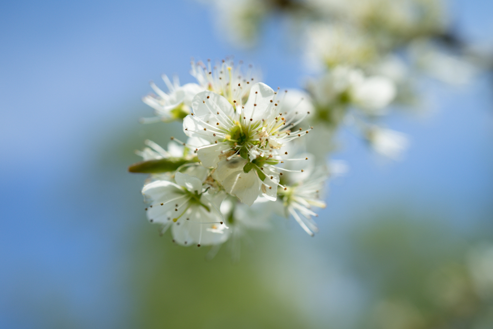 Blüte des Schwarzdorn