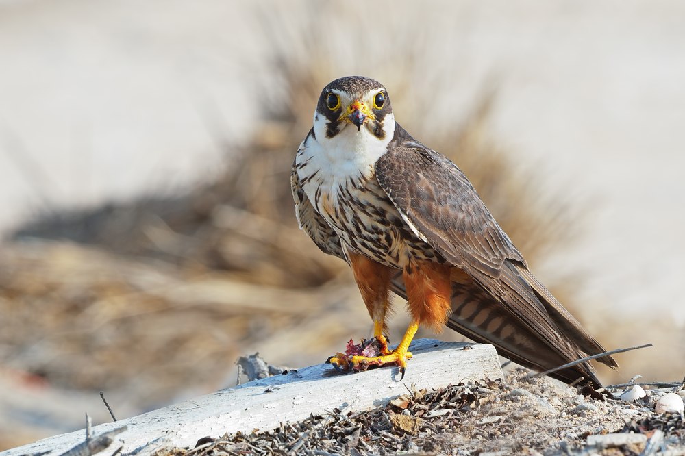 Adulter Baumfalke