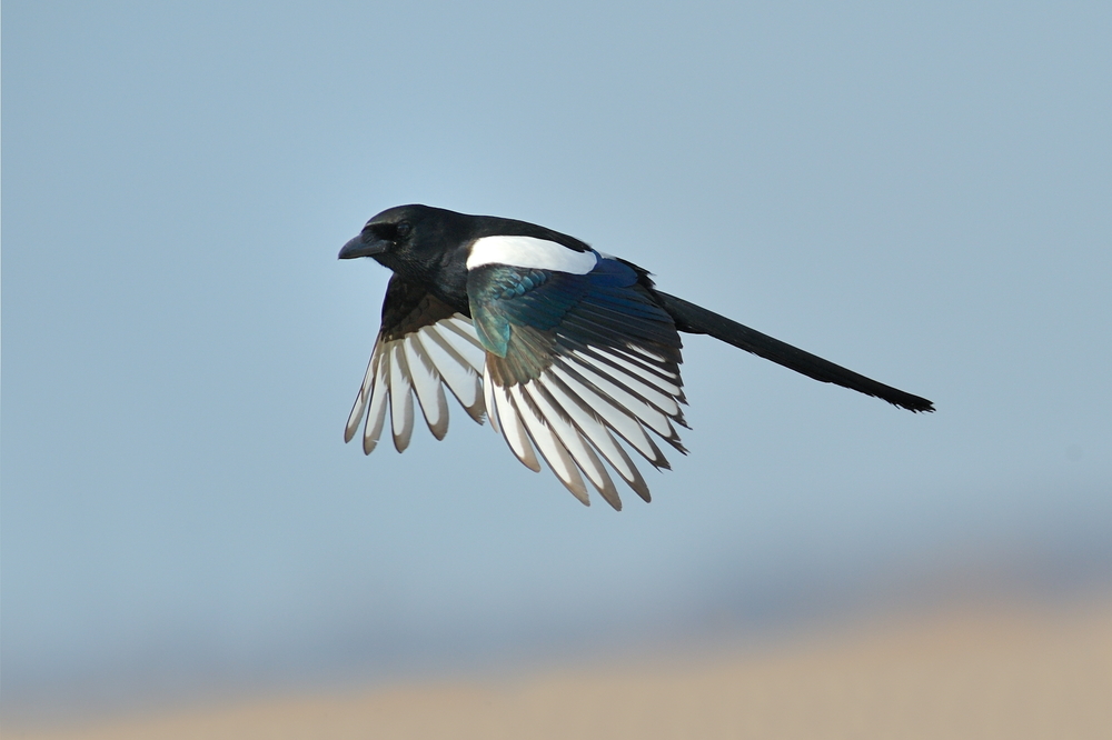 Ester im Flug