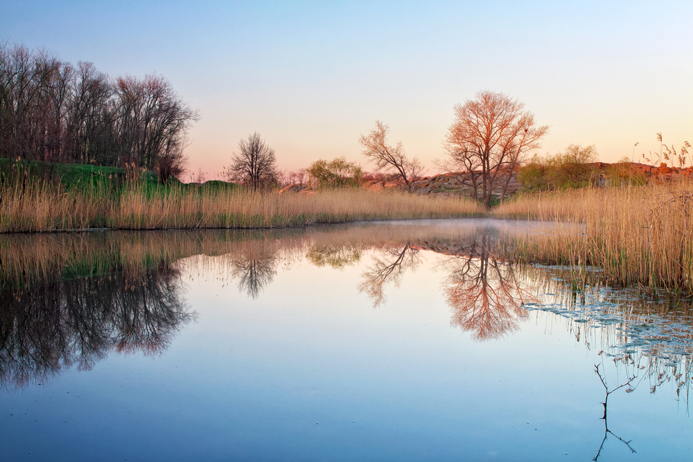 Schilf am See