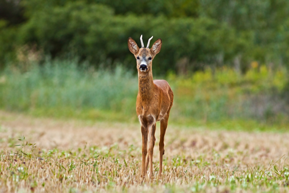Rehbock - Jährling als Spießer