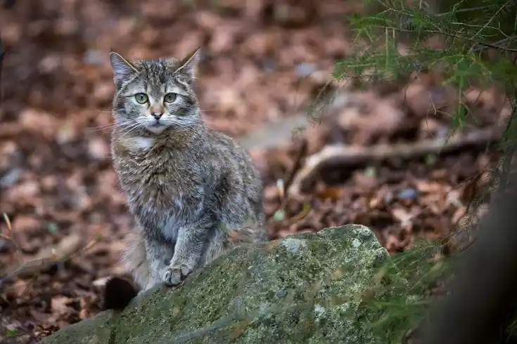 Wildkatze mit Kehlfleck