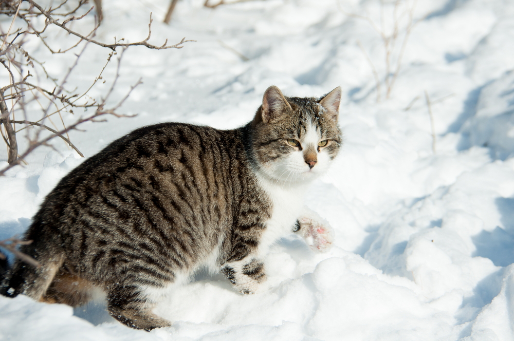 Hauskatze Fell