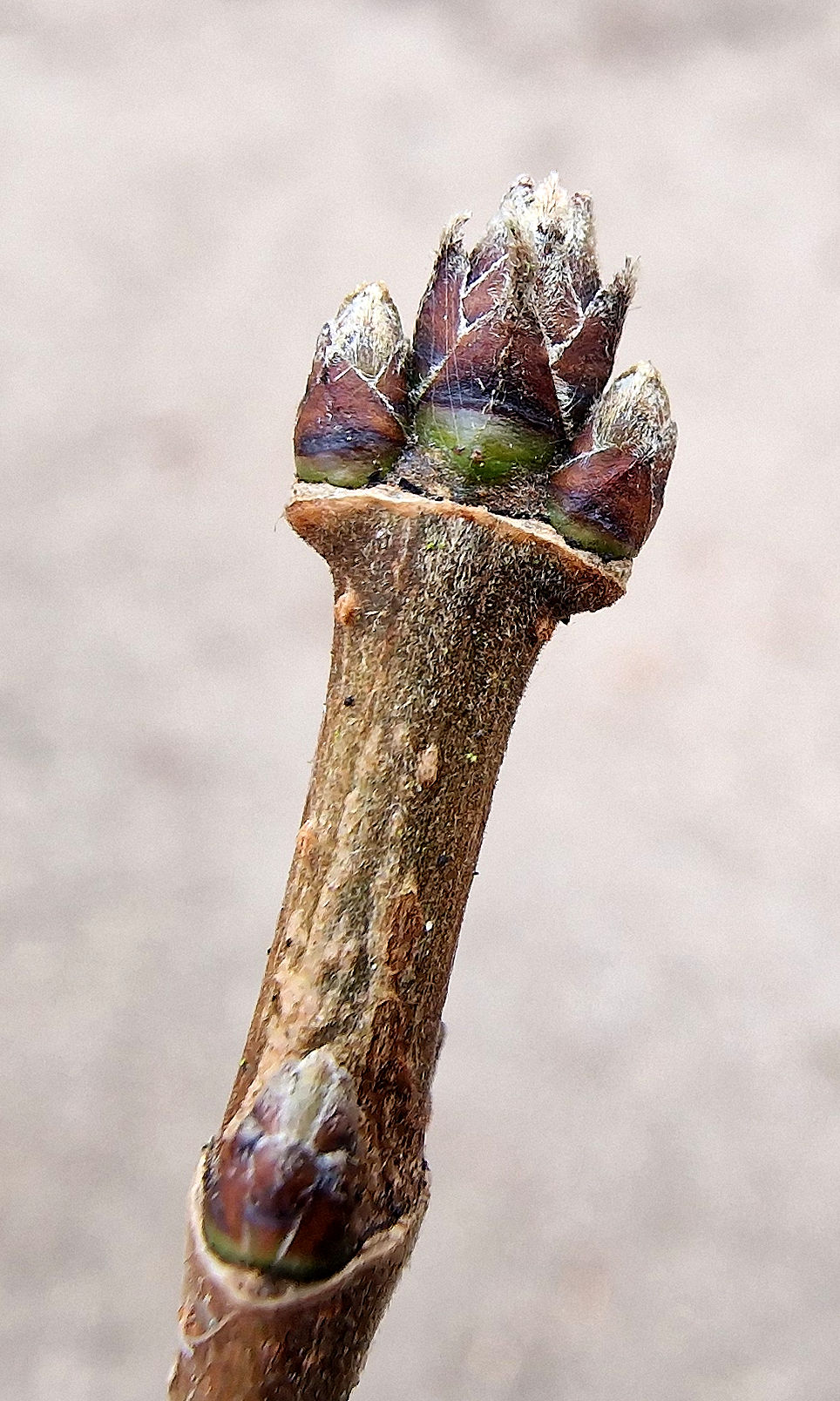 Ahorn-Feld Knospe 20250201_125526