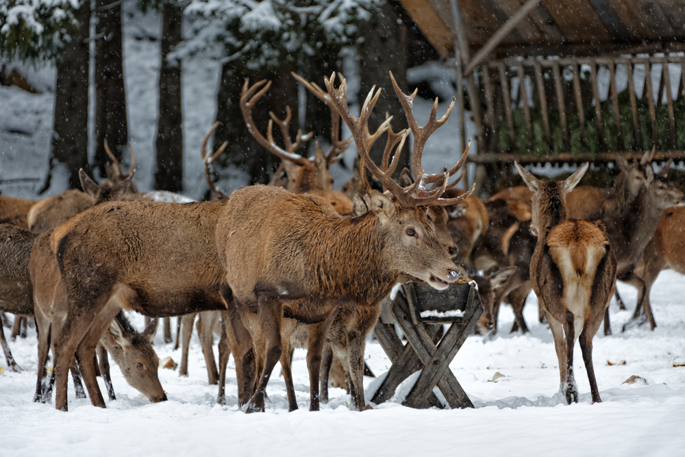 Winterliche Rotwildfütterung