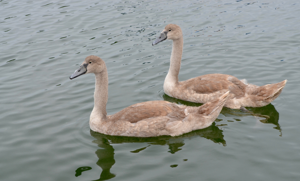 Zwei juvenile Höckerschwäne