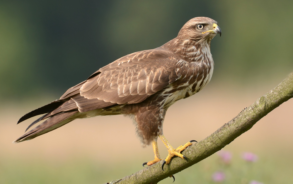 Mäusebussard mittel