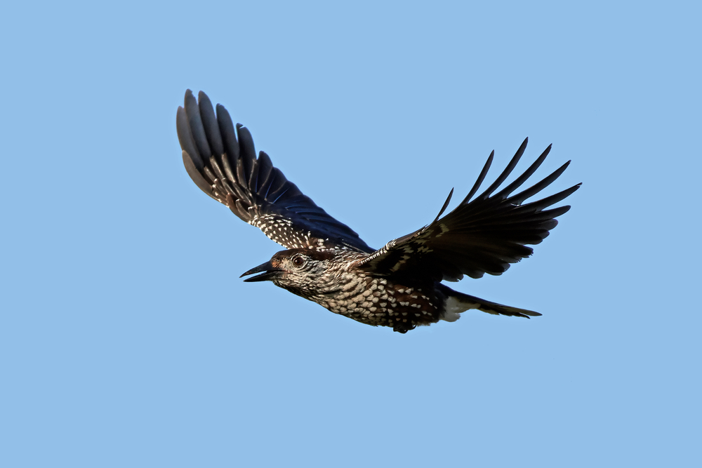 Tannenhäher im Flug