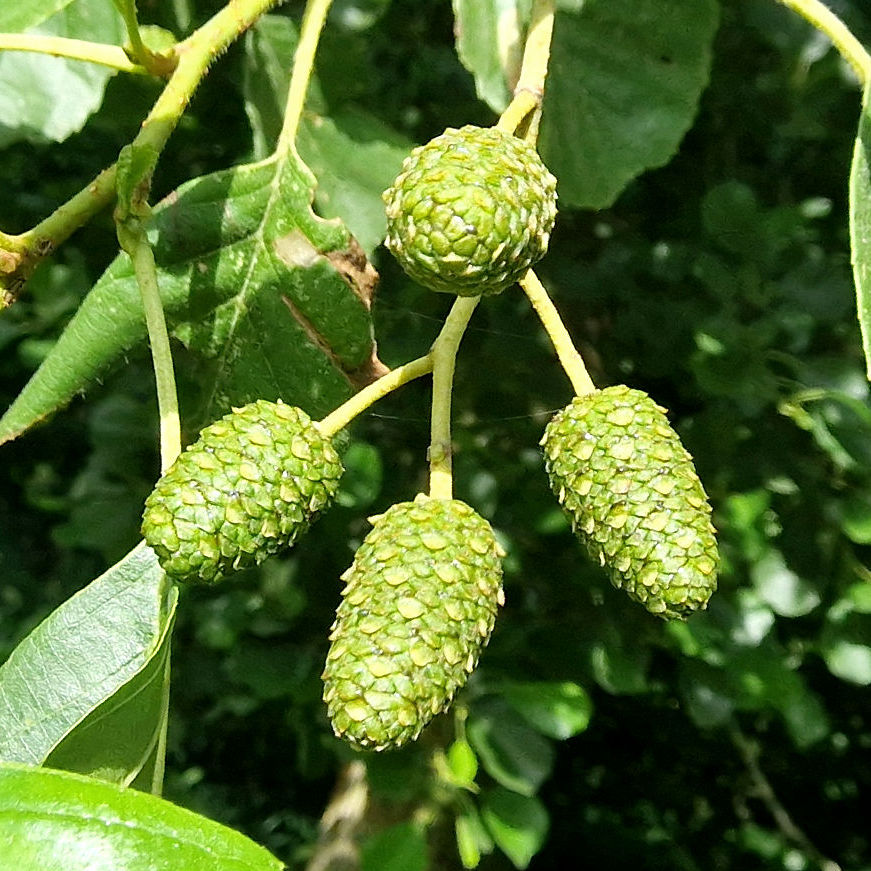 Erle-Schwarz Samen 20240707_174300a