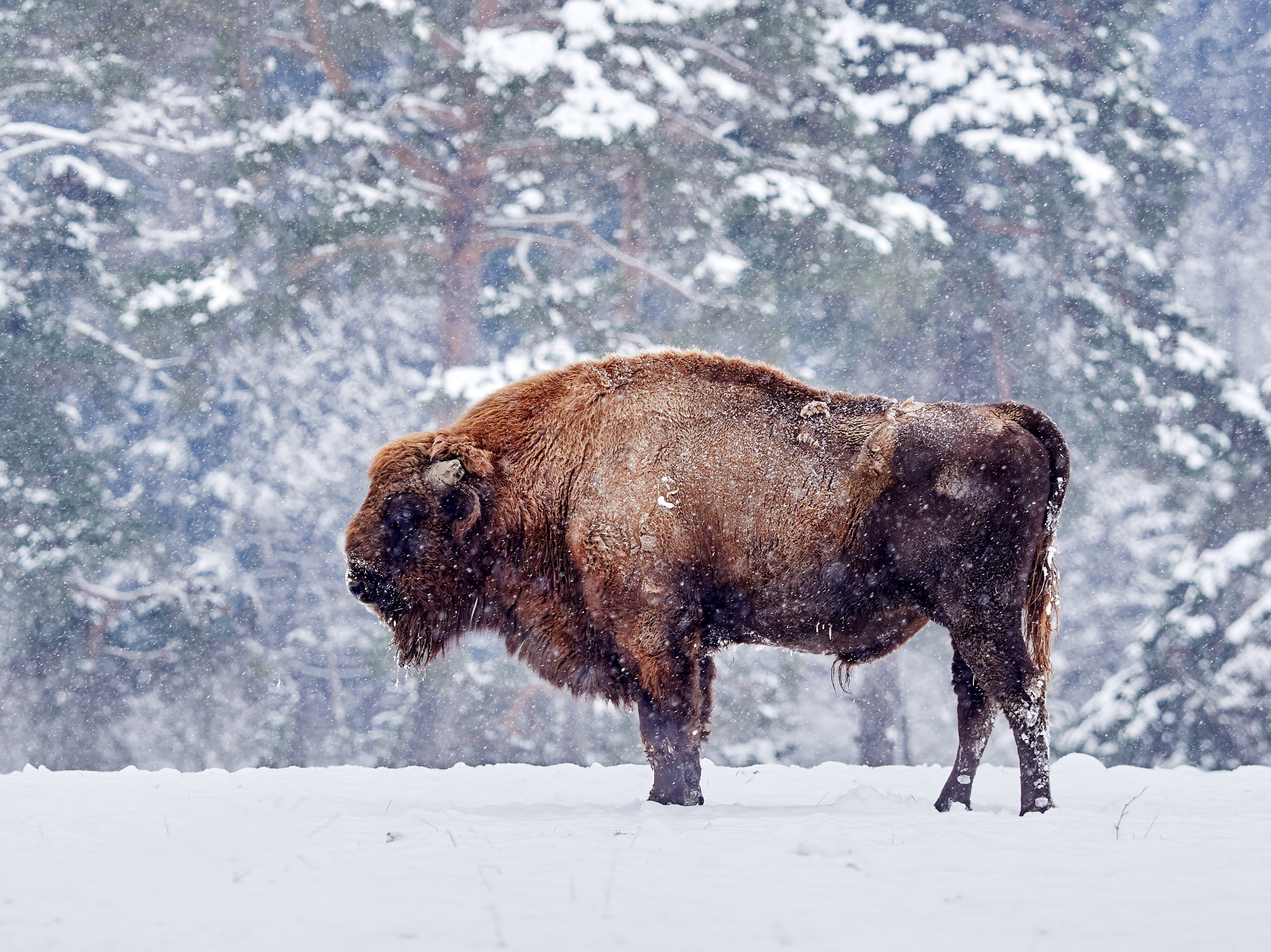 Wisent