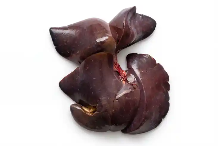 Bedenkliche Merkmale Leber Waschbär