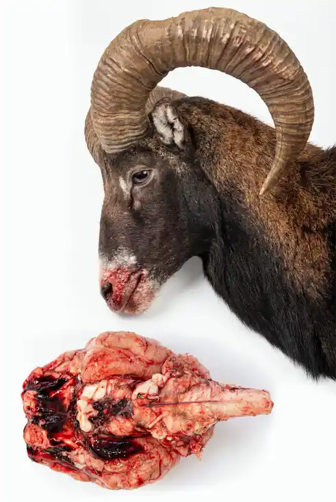 Verändertes Verhalten beim Muffelwildder