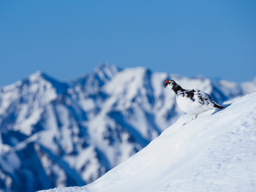 Alpenschneehuhn in seinem Biotop dem Hochgebirge
