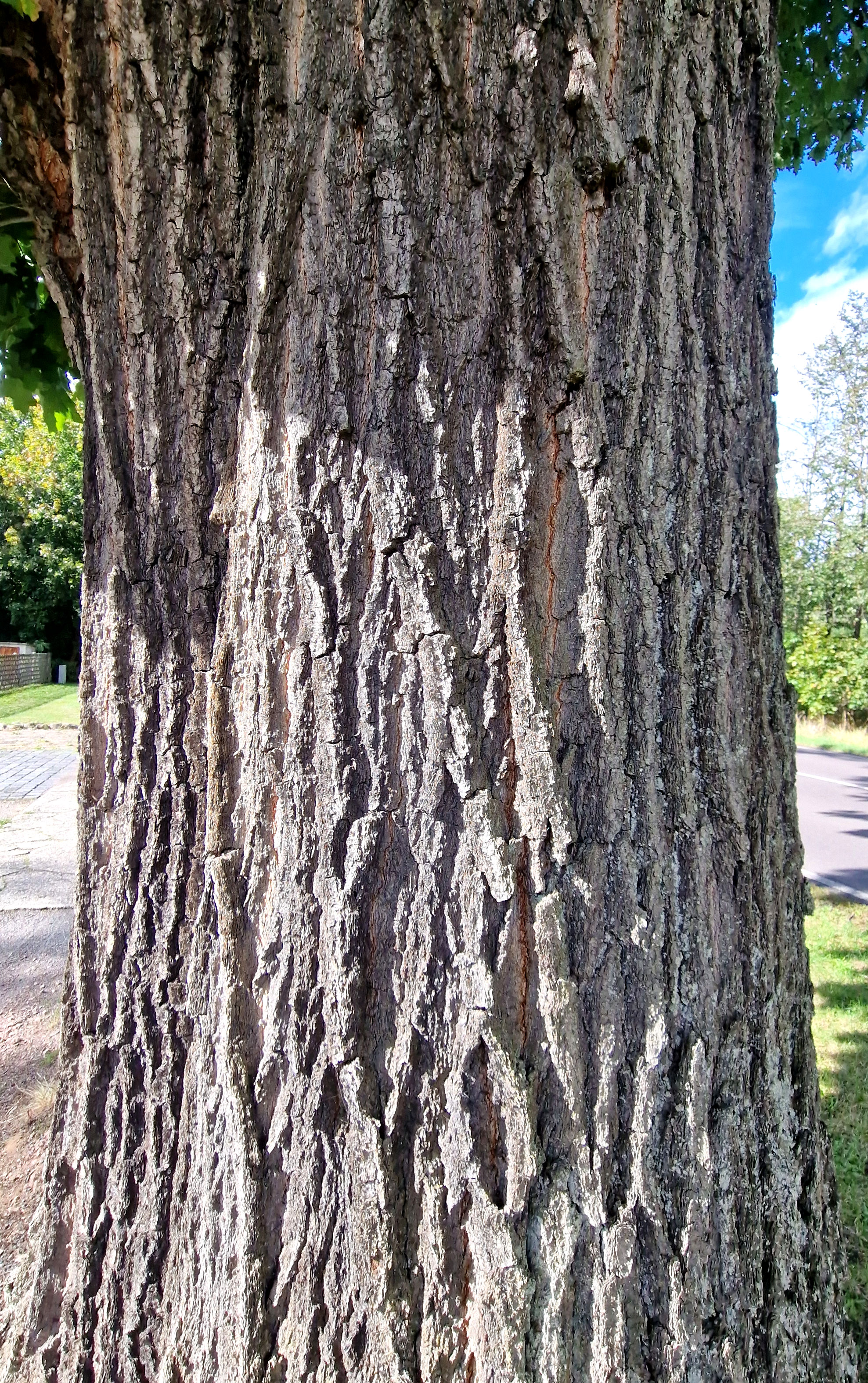 Rinde der Rot-Eiche (alt)