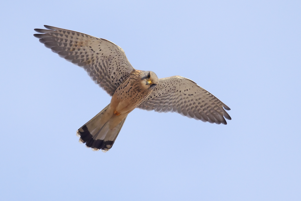 Turmfalke im Flug Terzel