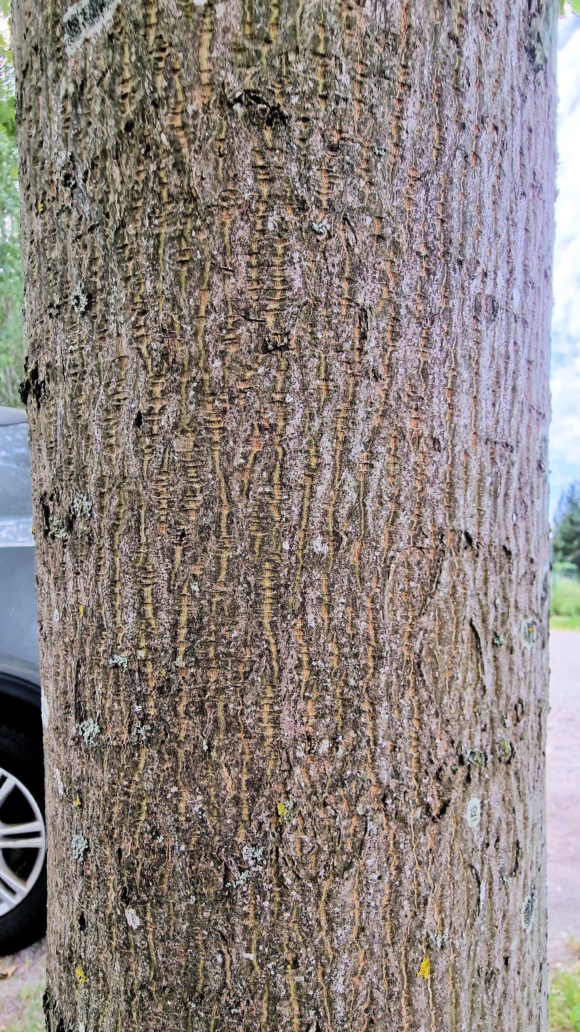 Ahorn-Spitz Rinde 23 (2)sss