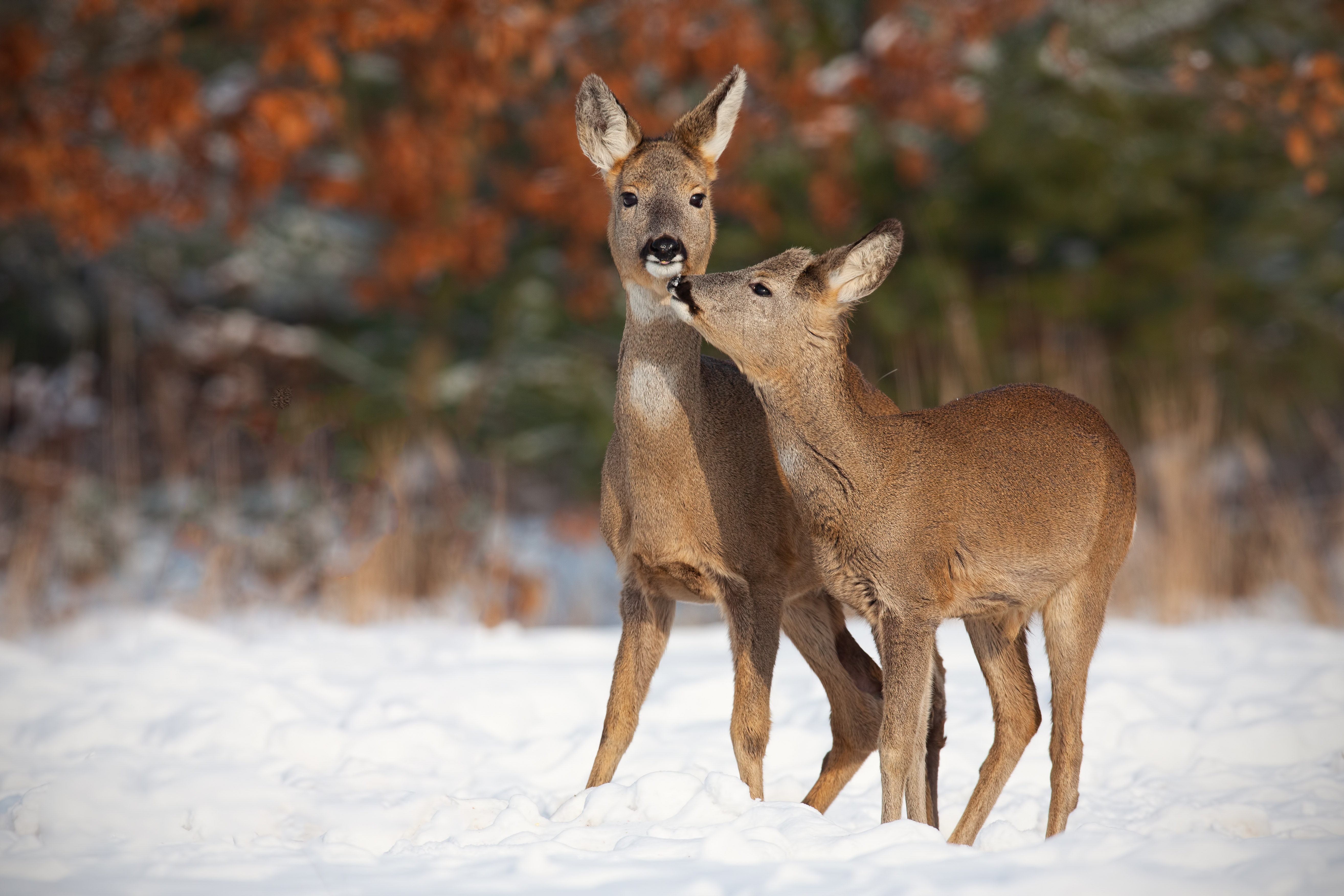 Ricke mit Bockkitz im Winter