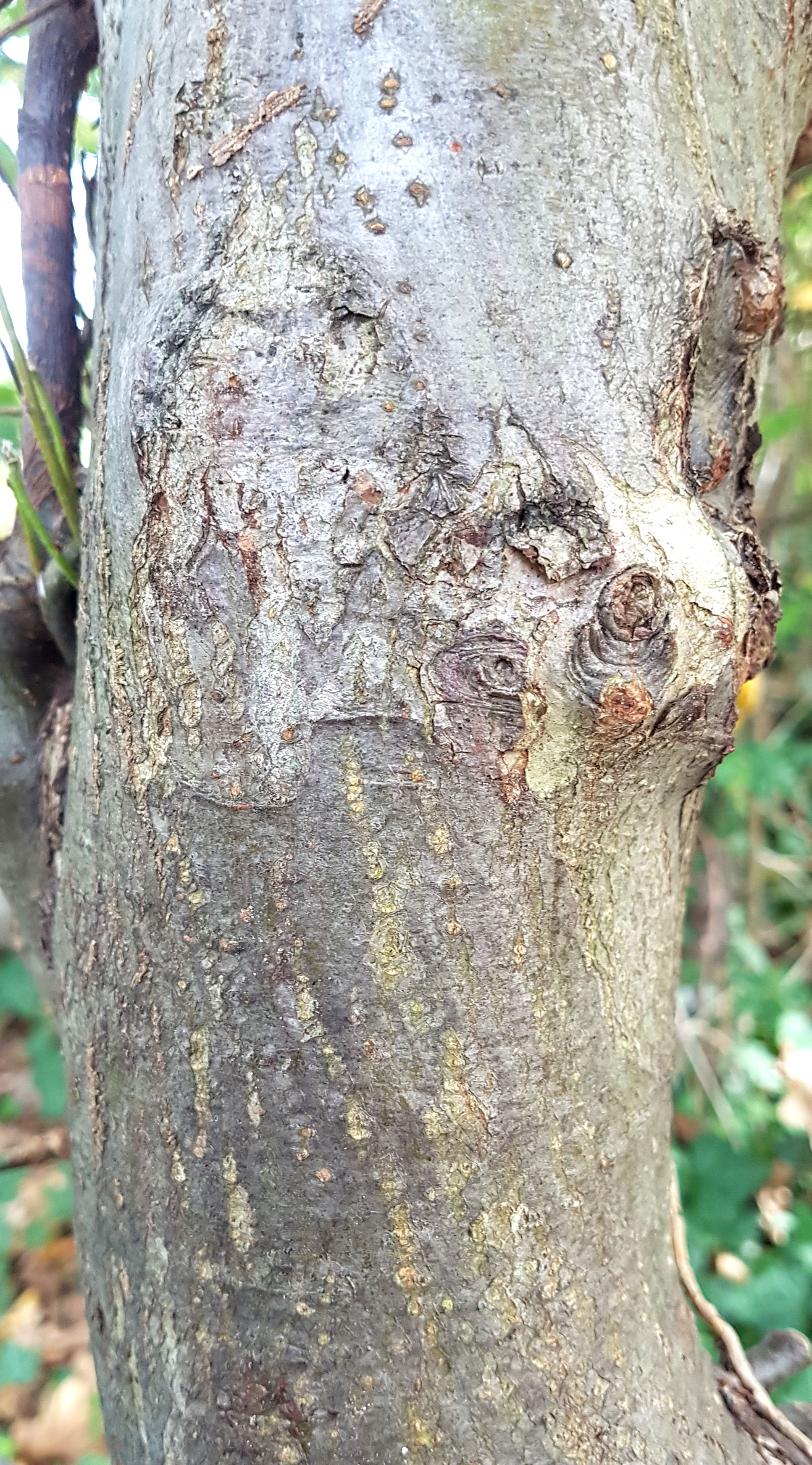 Apfel-Wild Rinde u 20211019_134508